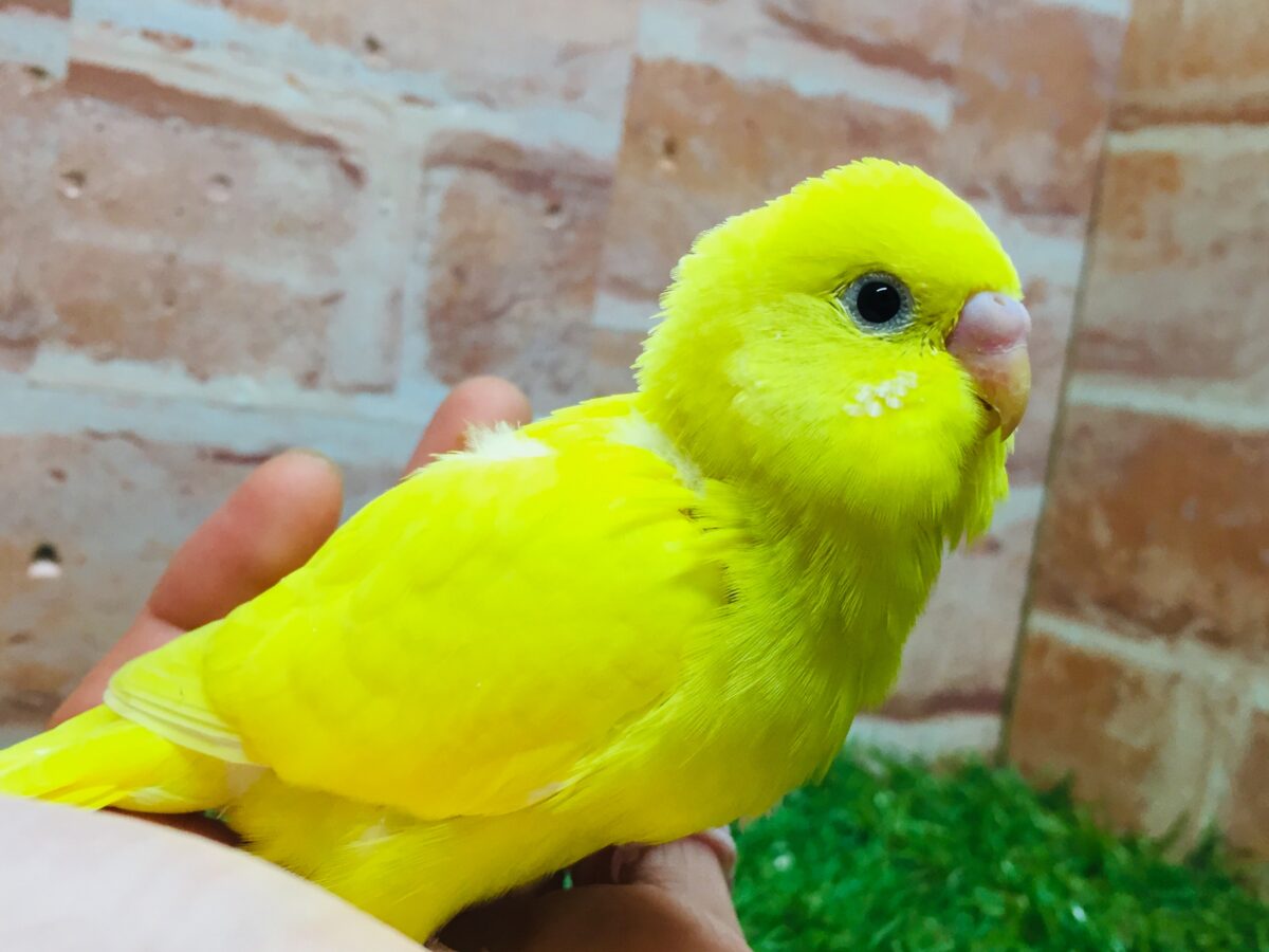 💛💛ダブルファクターカラーのセキセイちゃんがやってきました(*´ω`*)💛💛