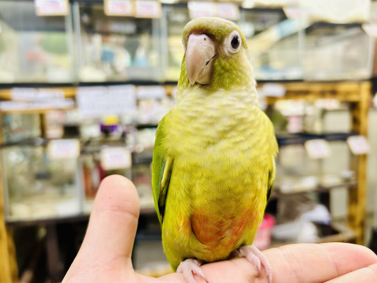 【最新画像更新☆☆】淡いカラーの人気者がやってきた♪♪ ウロコインコ ホオミドリウロコインコ