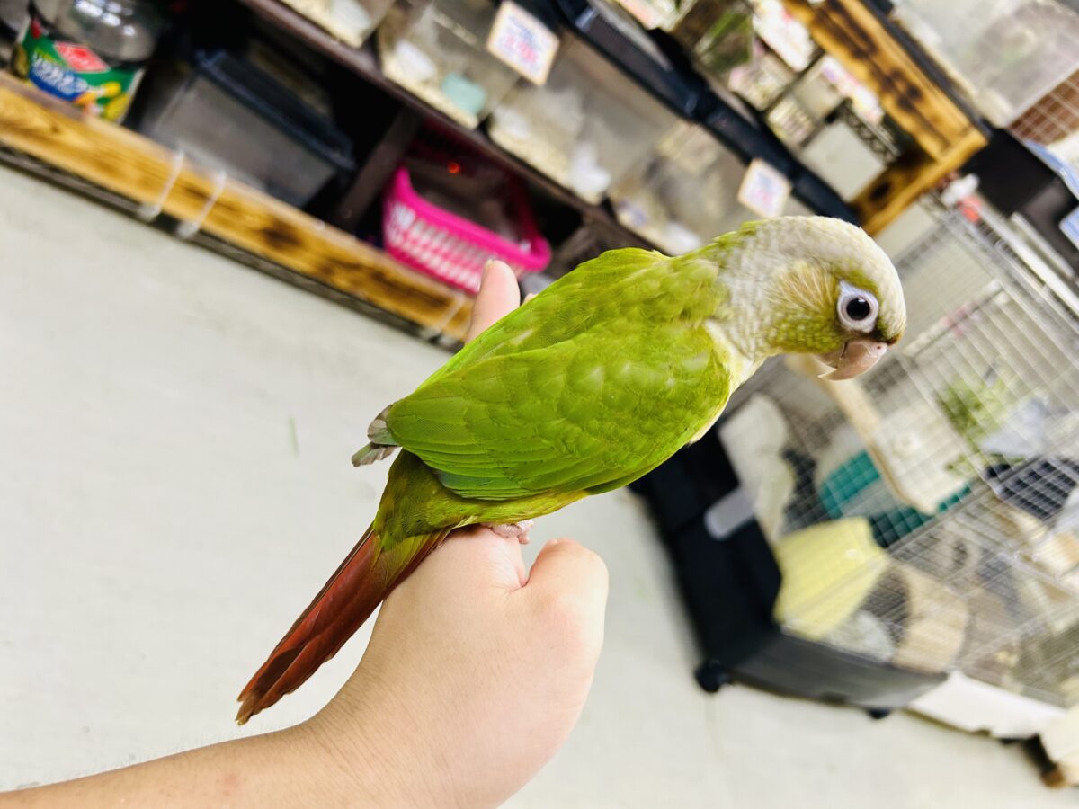 【最新画像更新☆☆】淡いカラーの人気者がやってきた♪♪ ウロコインコ ホオミドリウロコインコ
