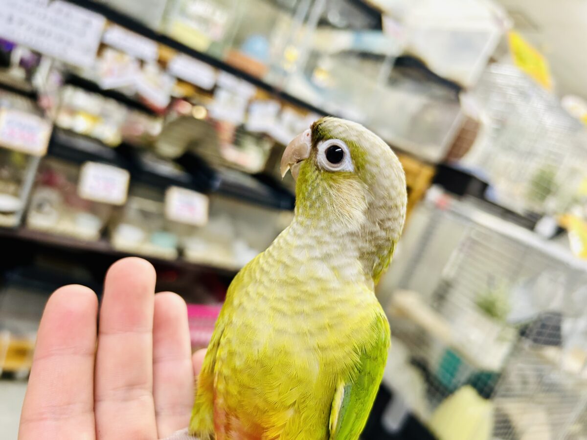 【最新画像更新☆☆】淡いカラーの人気者がやってきた♪♪ ウロコインコ ホオミドリウロコインコ