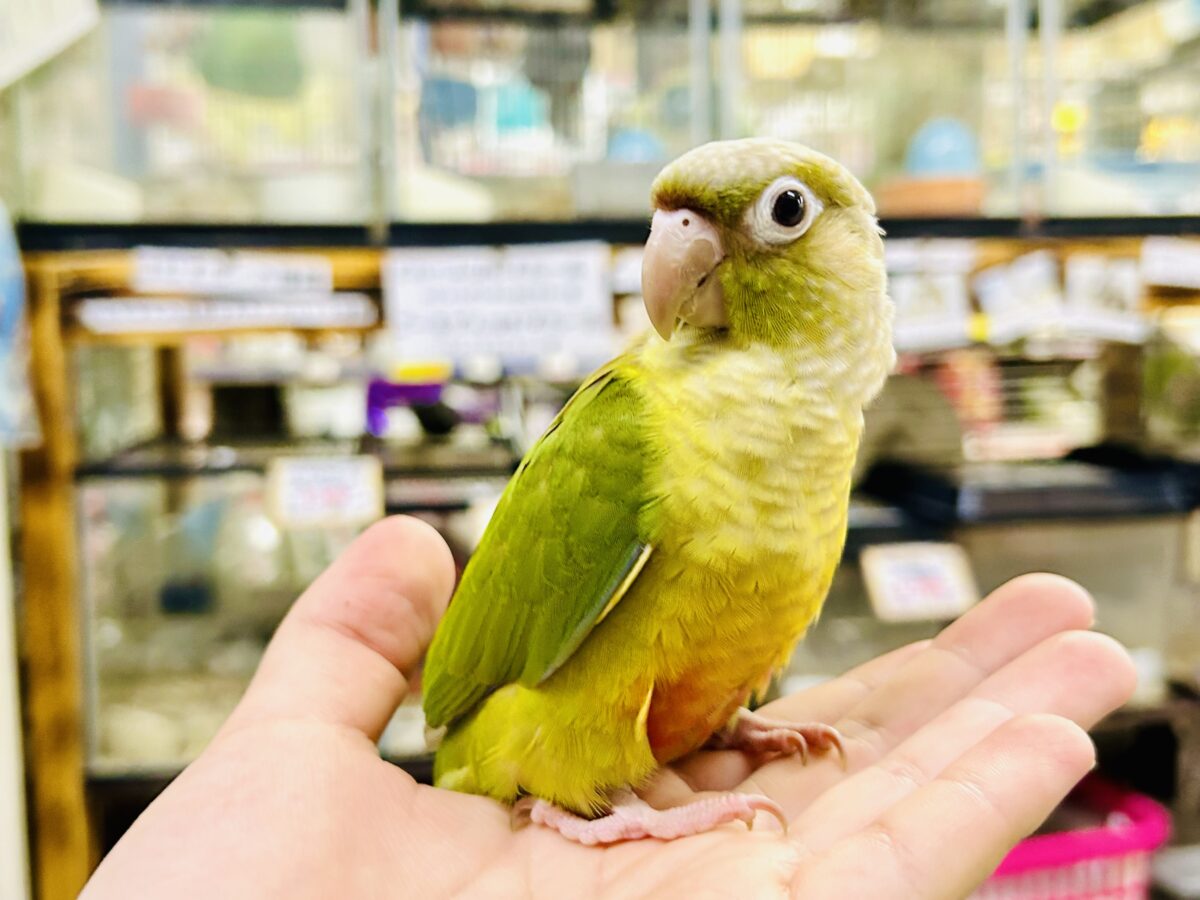 【最新画像更新☆☆】淡いカラーの人気者がやってきた♪♪ ウロコインコ ホオミドリウロコインコ