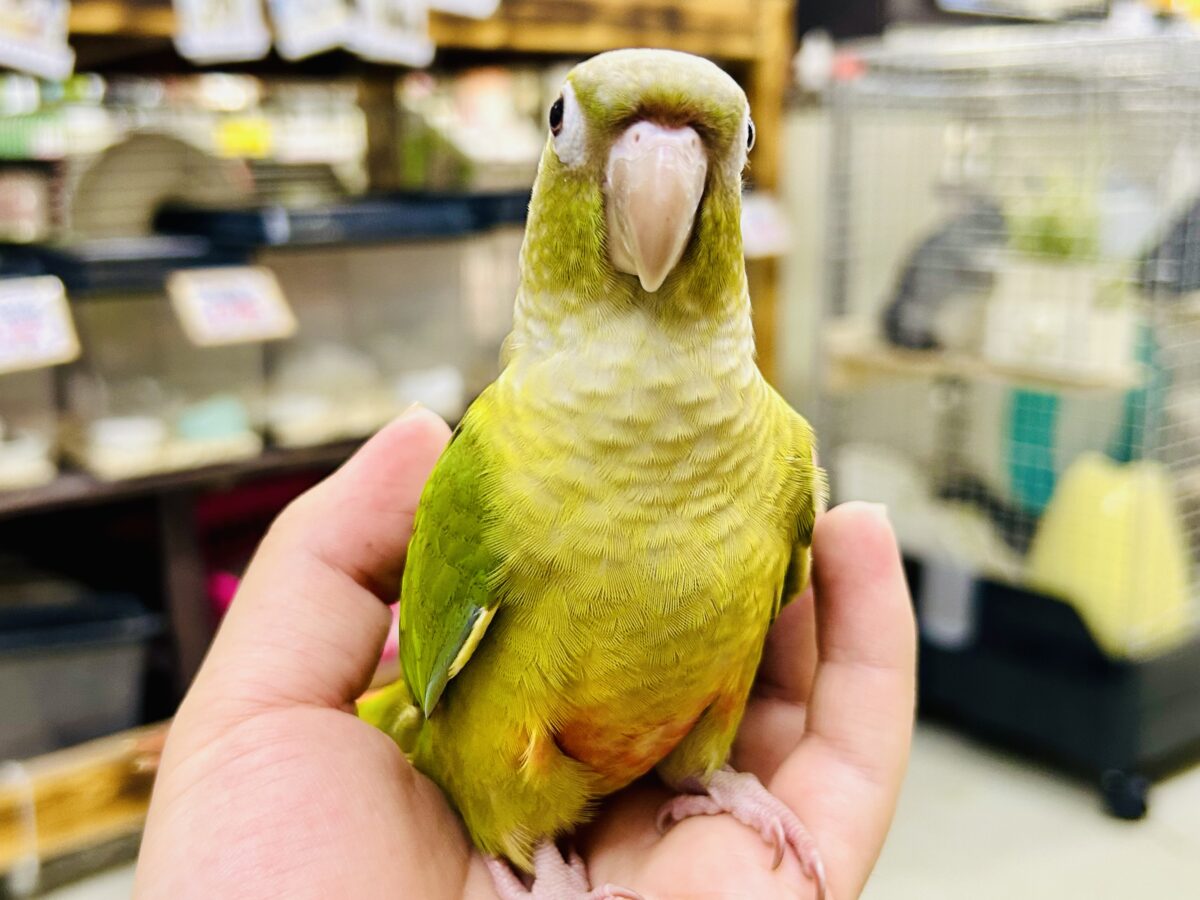 【最新画像更新☆☆】淡いカラーの人気者がやってきた♪♪ ウロコインコ ホオミドリウロコインコ