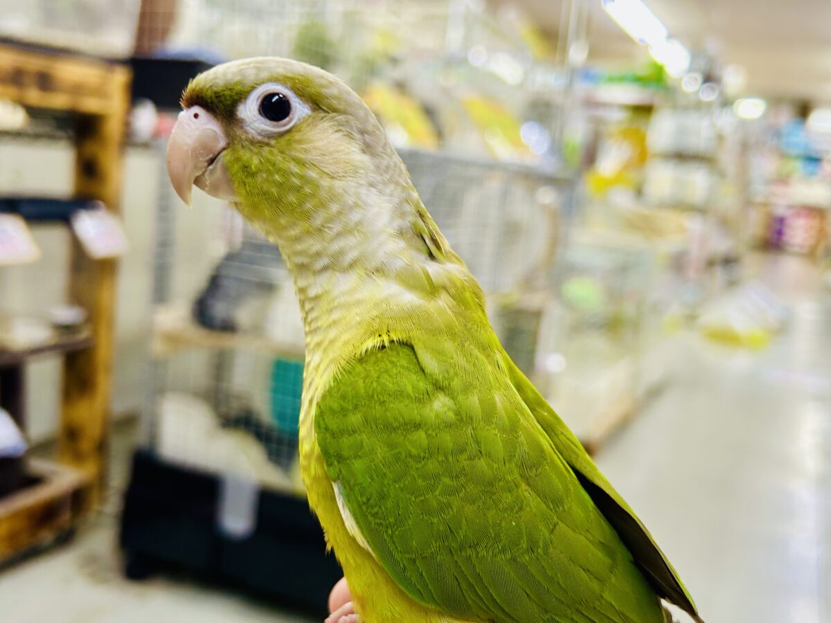 【最新画像更新☆☆】淡いカラーの人気者がやってきた♪♪ ウロコインコ ホオミドリウロコインコ