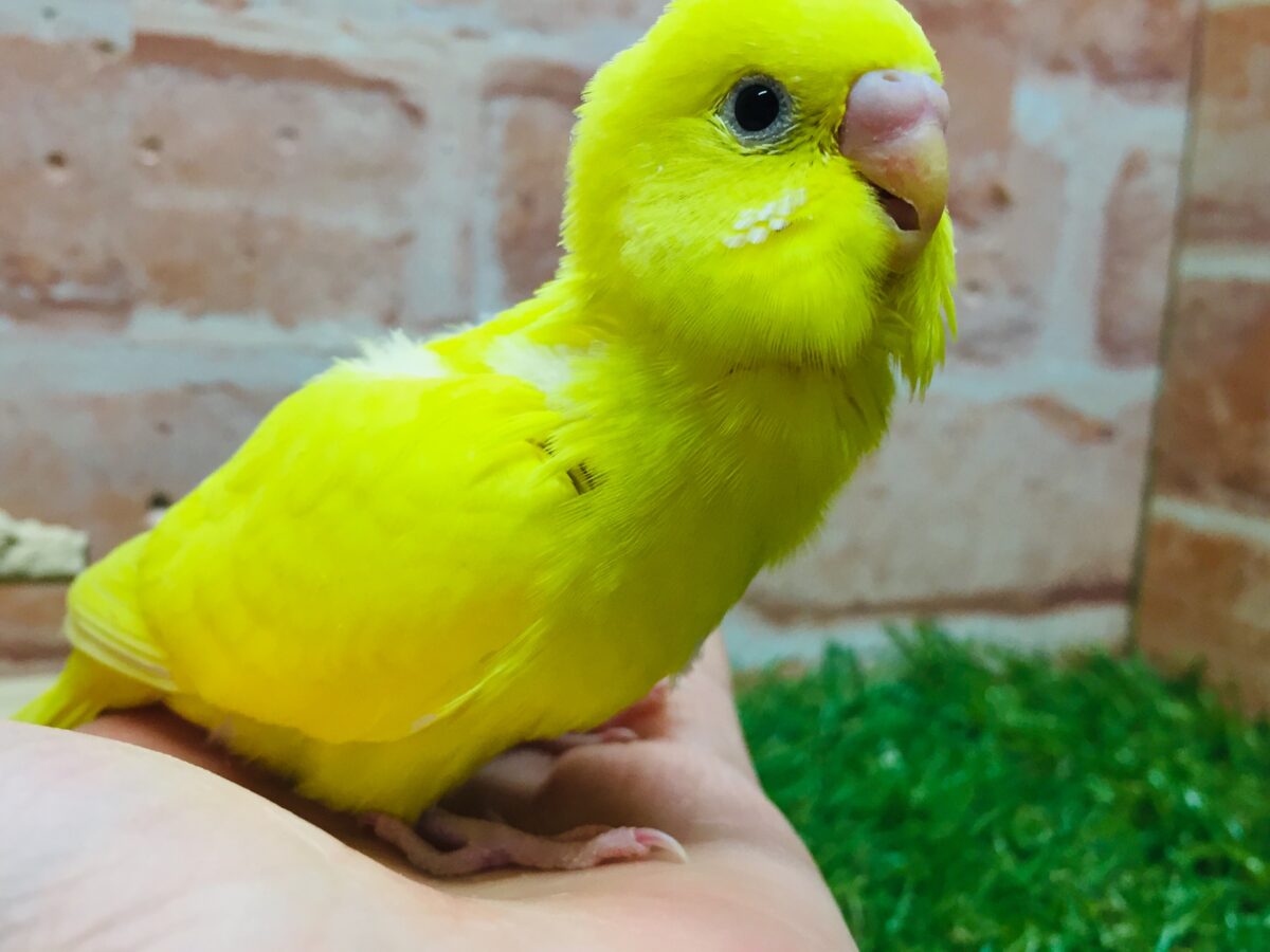 セキセイインコ