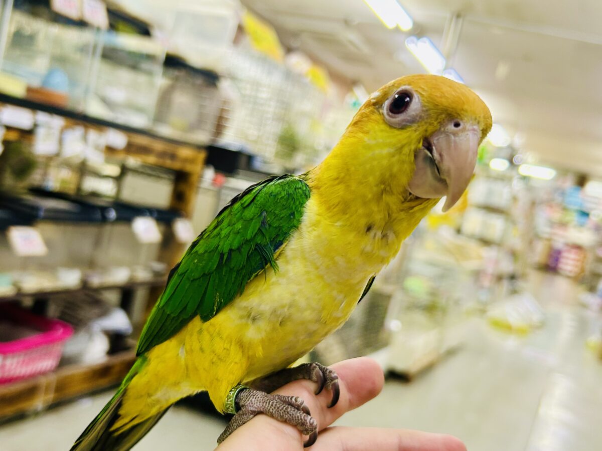 ✨最新画像更新✨食後は旅人🗾ツツウラウラ🚶🏽♂️💨シロハラインコ(2026年3月生まれ) シロハラインコ