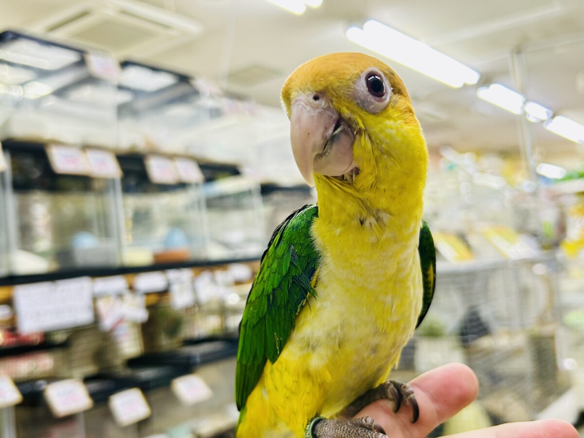 ✨最新画像更新✨食後は旅人🗾ツツウラウラ🚶🏽♂️💨シロハラインコ(2026年3月生まれ) シロハラインコ