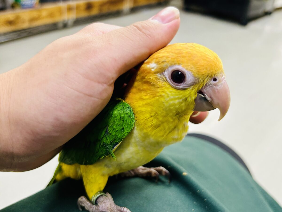 ✨最新画像更新✨食後は旅人🗾ツツウラウラ🚶🏽♂️💨シロハラインコ(2026年3月生まれ) シロハラインコ