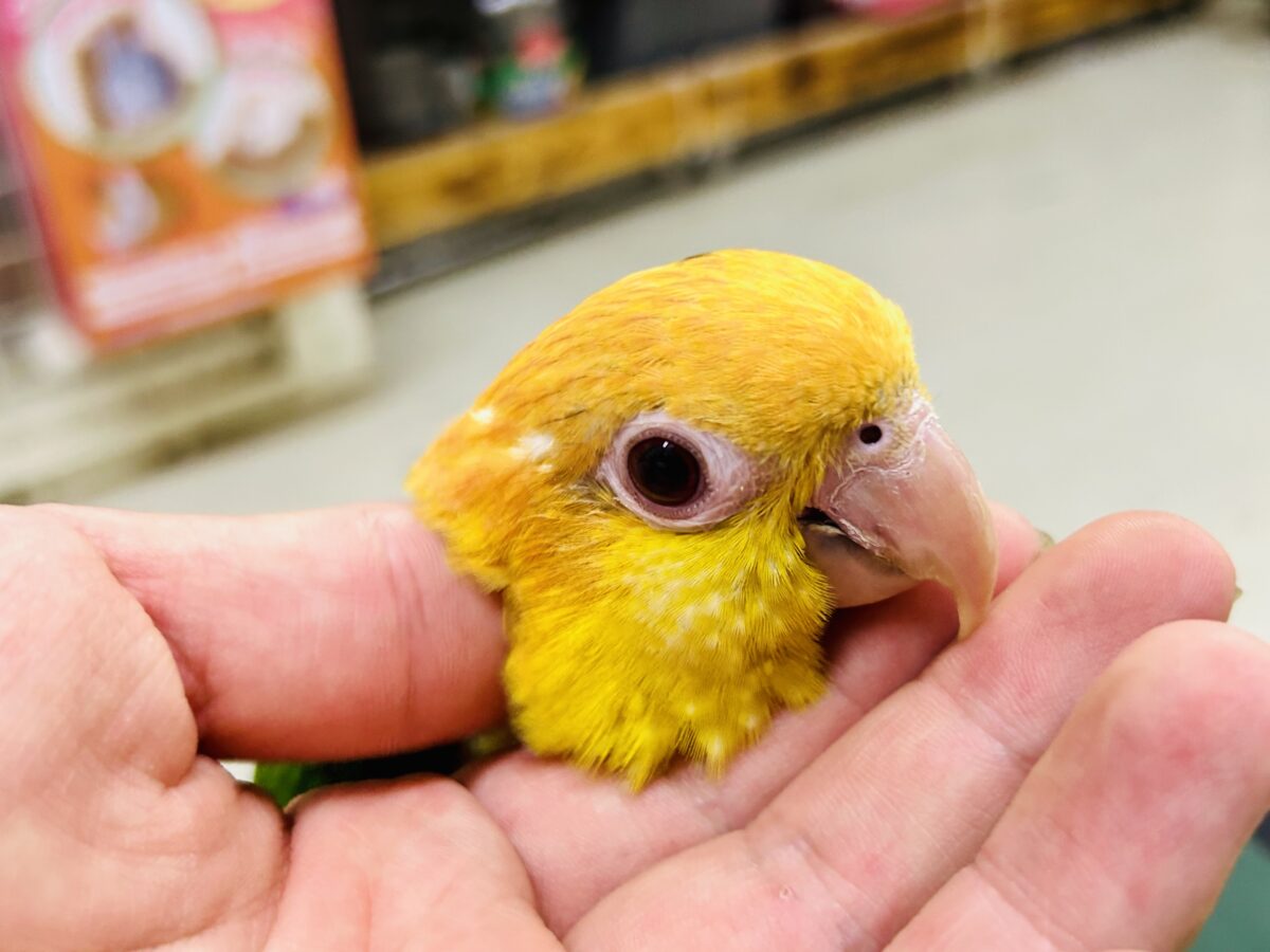 ✨最新画像更新✨食後は旅人🗾ツツウラウラ🚶🏽♂️💨シロハラインコ(2026年3月生まれ) シロハラインコ