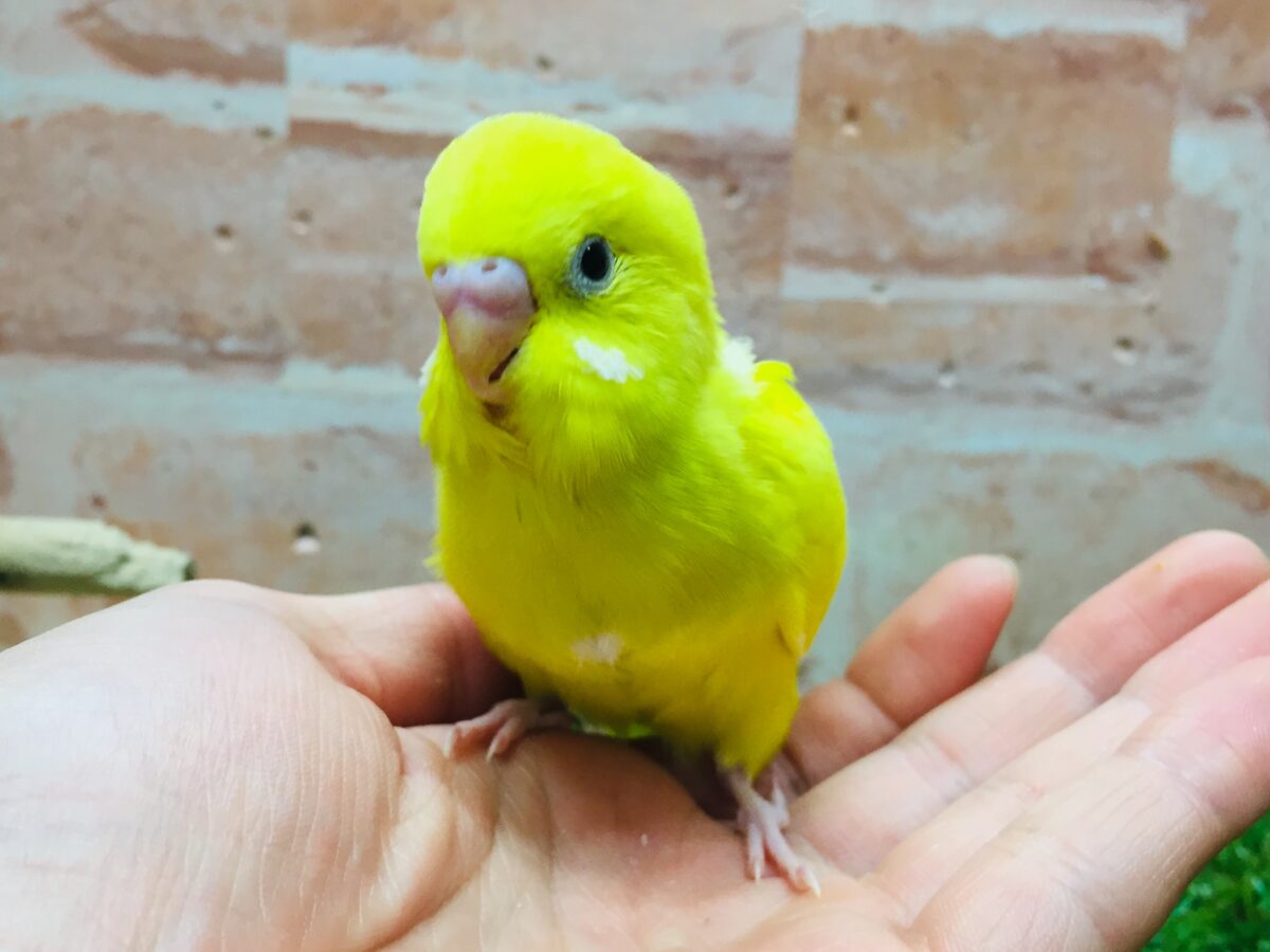 セキセイインコ