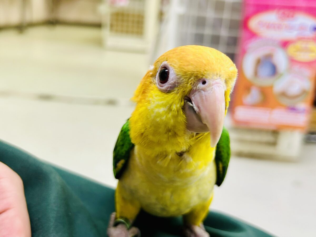 ✨最新画像更新✨食後は旅人🗾ツツウラウラ🚶🏽♂️💨シロハラインコ(2026年3月生まれ) シロハラインコ