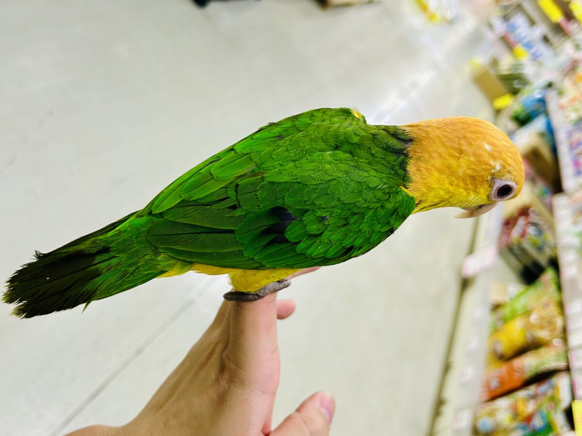 ✨最新画像更新✨食後は旅人🗾ツツウラウラ🚶🏽♂️💨シロハラインコ(2026年3月生まれ) シロハラインコ