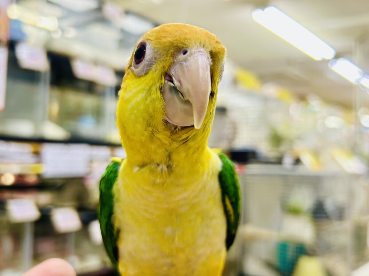 ✨最新画像更新✨食後は旅人🗾ツツウラウラ🚶🏽♂️💨シロハラインコ(2026年3月生まれ) シロハラインコ