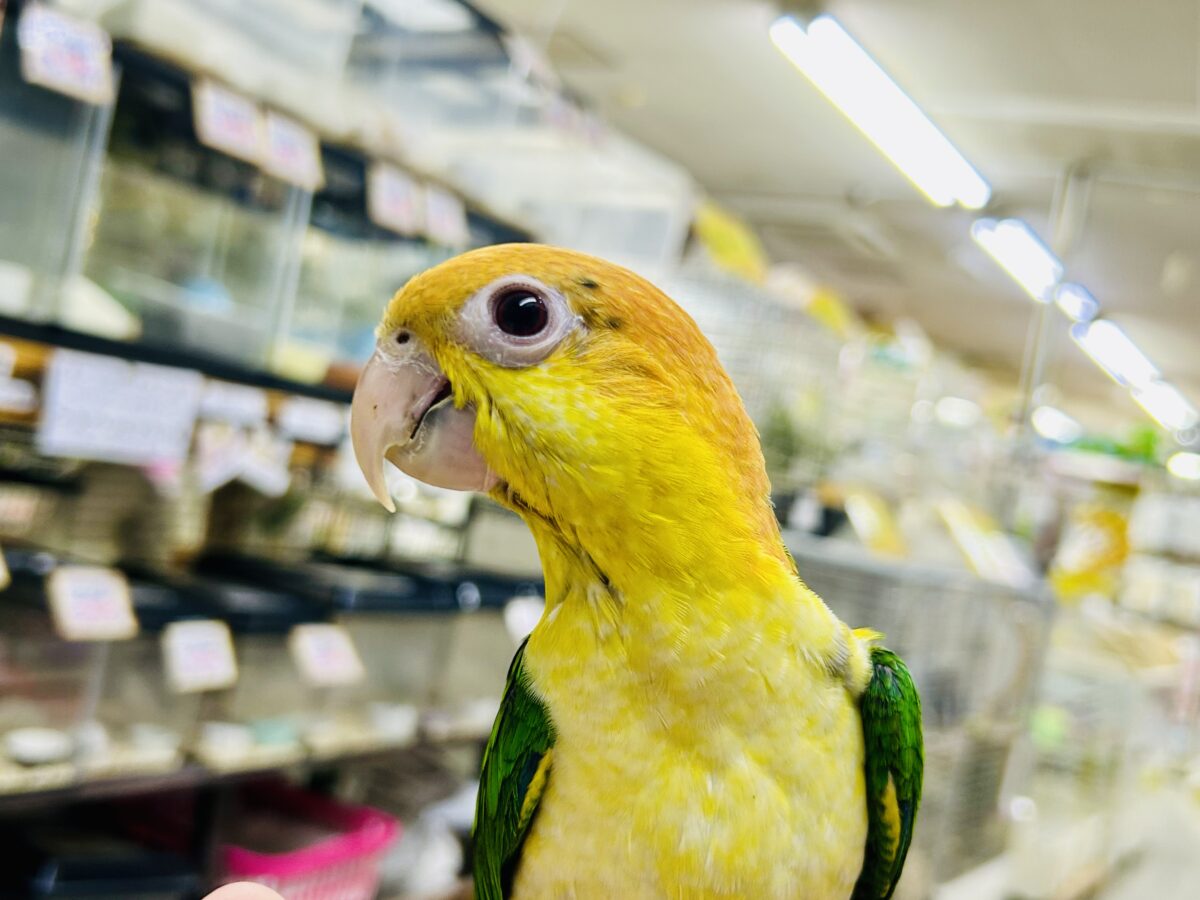 ✨最新画像更新✨食後は旅人🗾ツツウラウラ🚶🏽♂️💨シロハラインコ(2026年3月生まれ) シロハラインコ