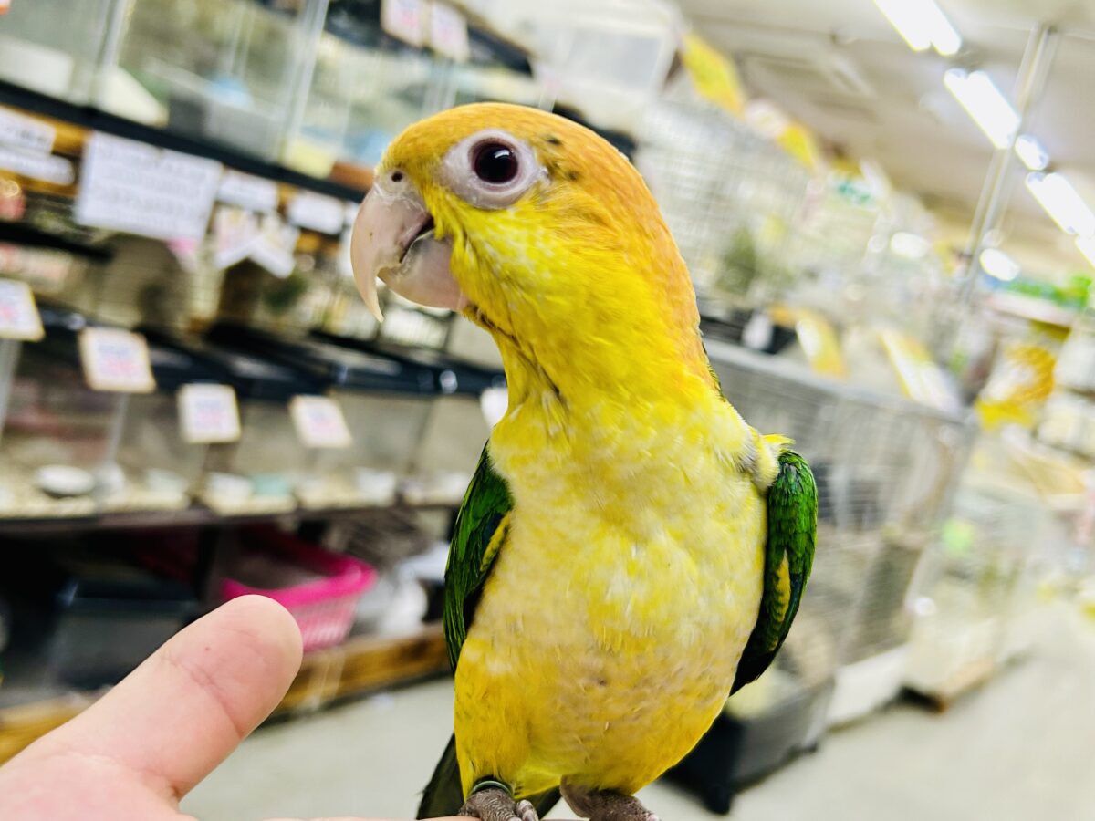 ✨最新画像更新✨食後は旅人🗾ツツウラウラ🚶🏽♂️💨シロハラインコ(2026年3月生まれ) シロハラインコ