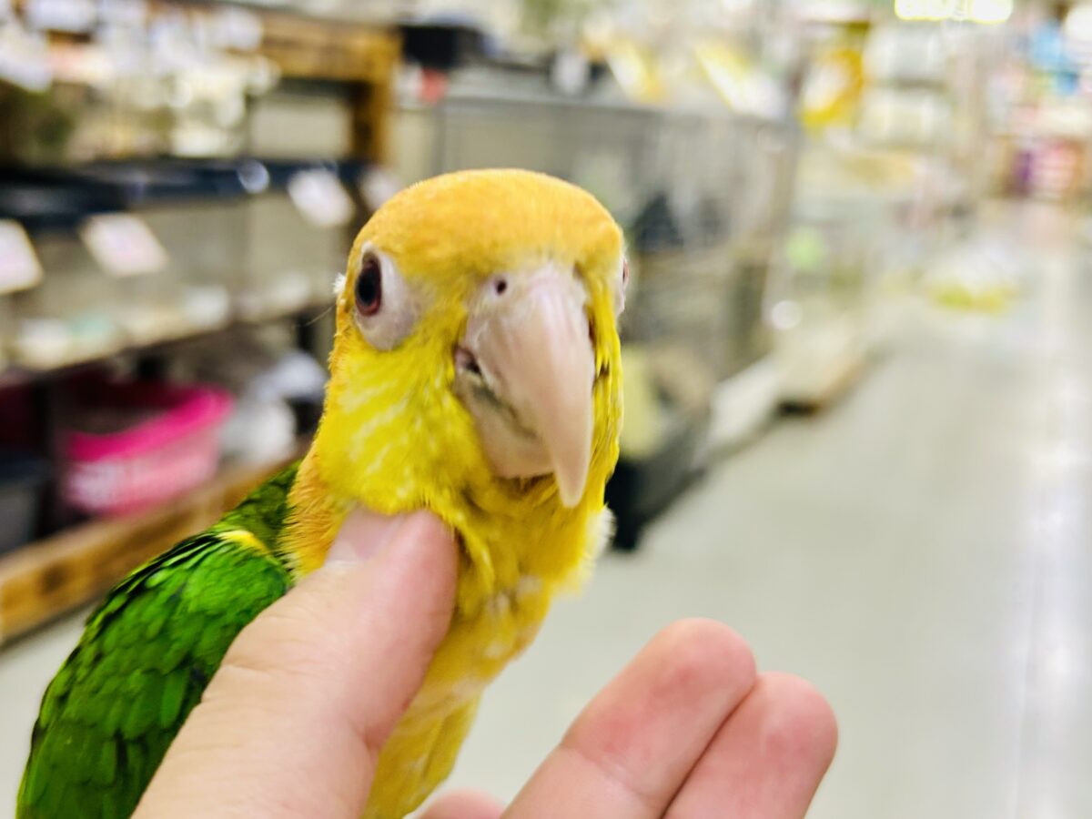 ✨最新画像更新✨食後は旅人🗾ツツウラウラ🚶🏽♂️💨シロハラインコ(2026年3月生まれ) シロハラインコ