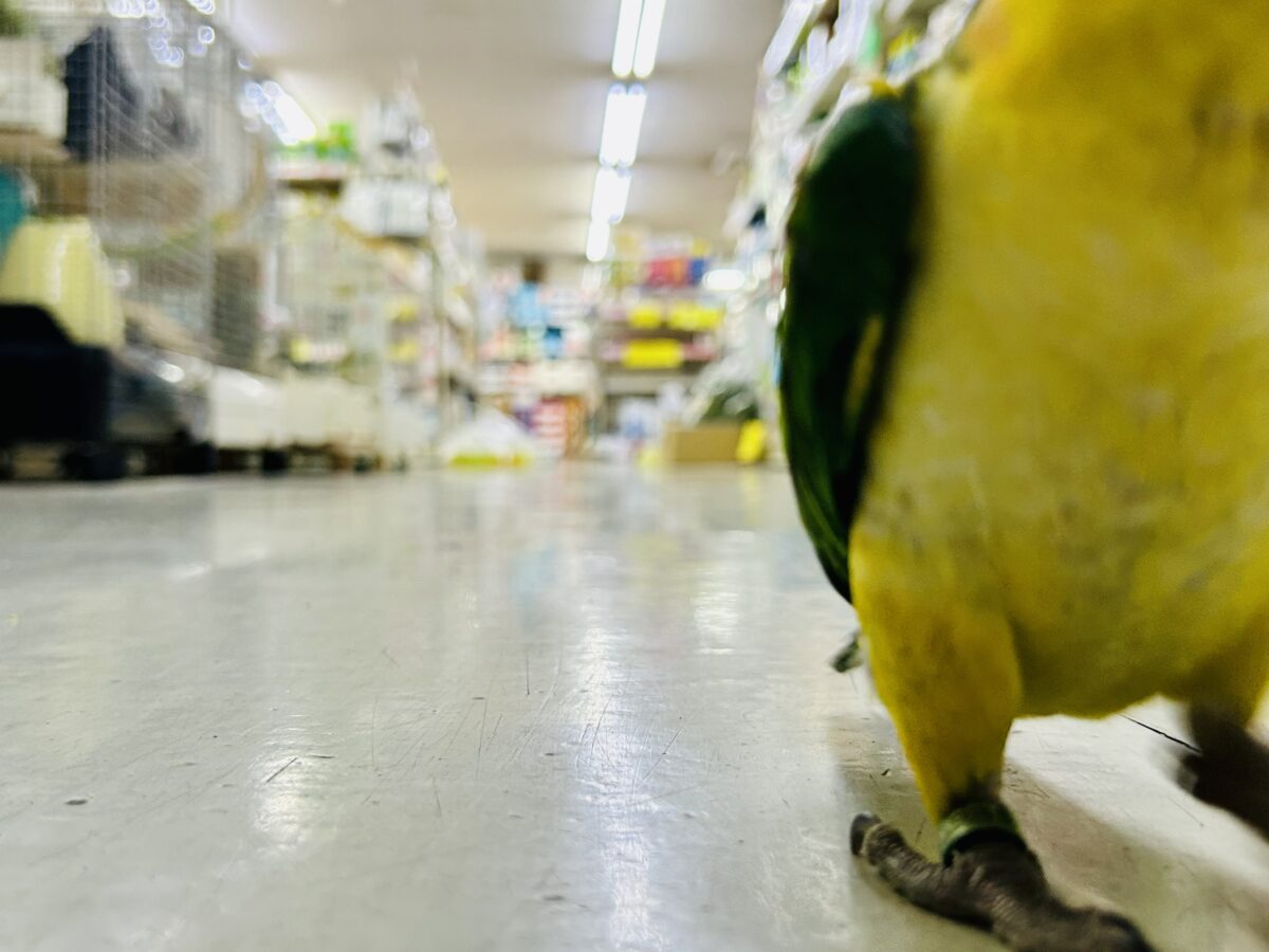 ✨最新画像更新✨食後は旅人🗾ツツウラウラ🚶🏽♂️💨シロハラインコ(2026年3月生まれ) シロハラインコ