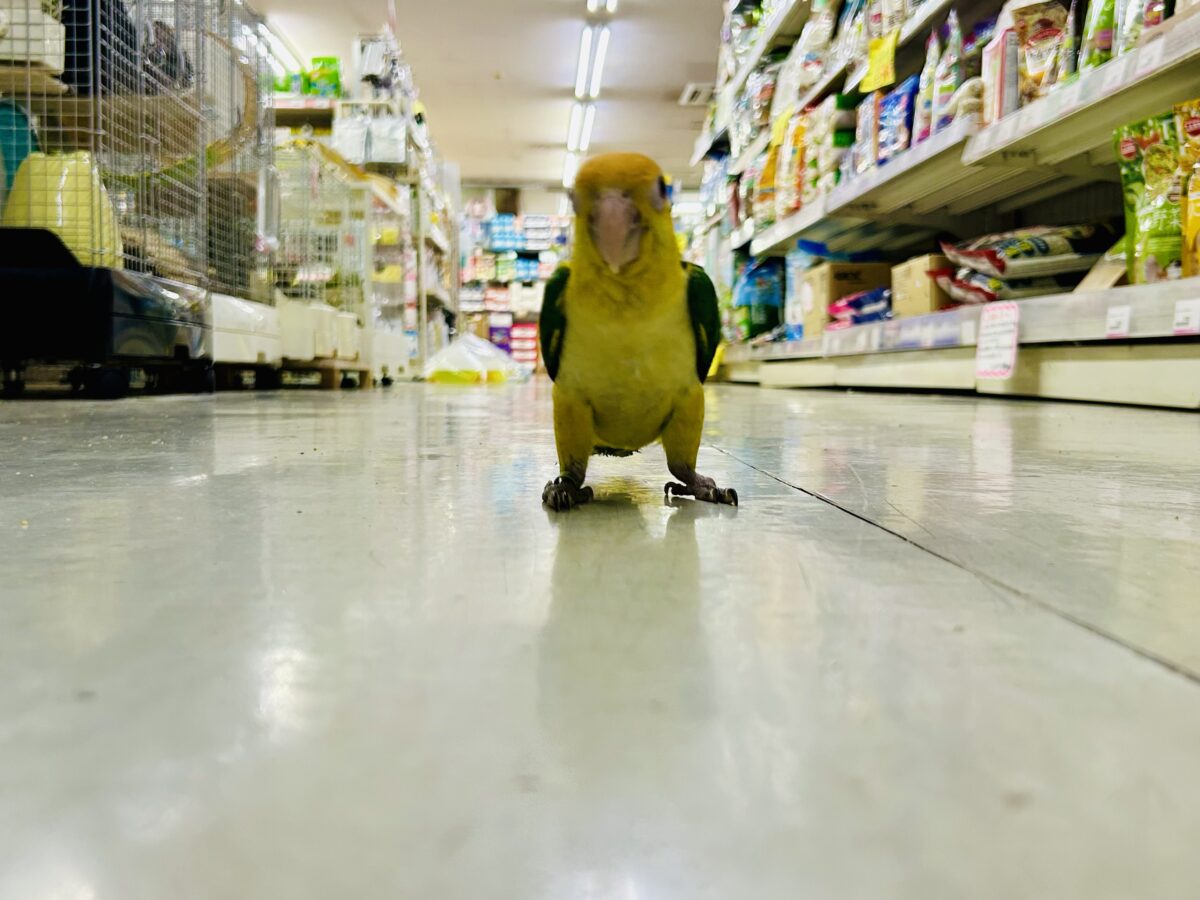 ✨最新画像更新✨食後は旅人🗾ツツウラウラ🚶🏽♂️💨シロハラインコ(2026年3月生まれ) シロハラインコ