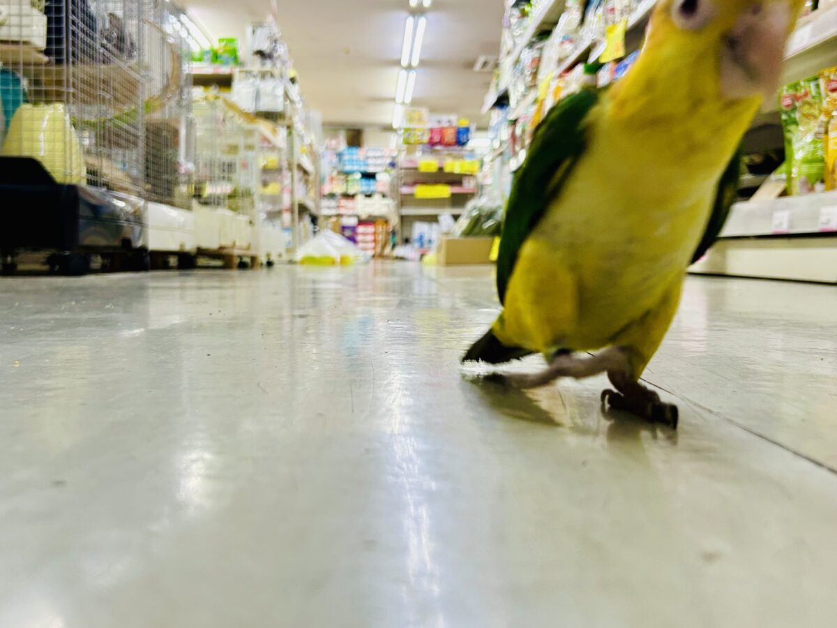 ✨最新画像更新✨食後は旅人🗾ツツウラウラ🚶🏽♂️💨シロハラインコ(2026年3月生まれ) シロハラインコ