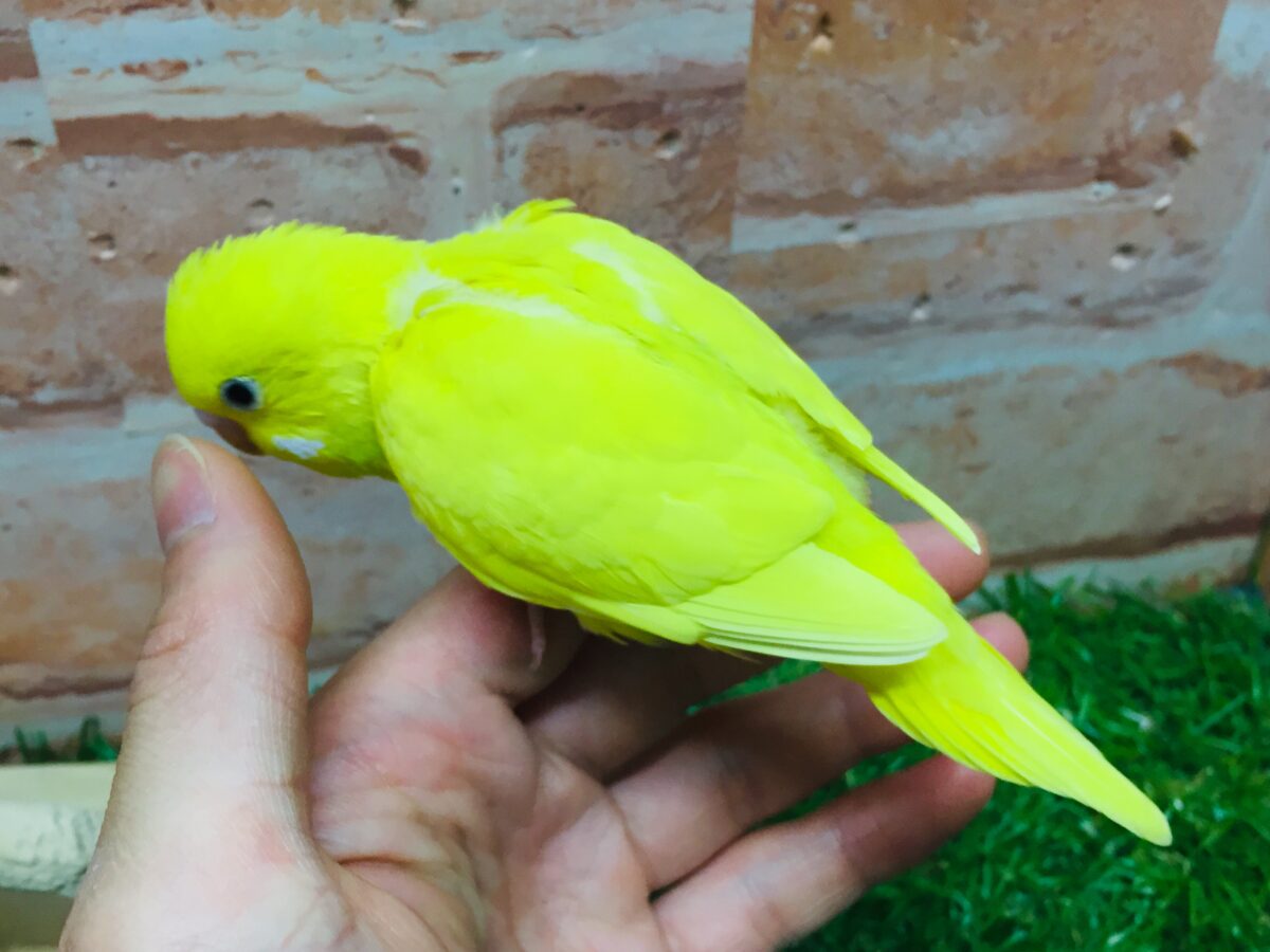 セキセイインコ