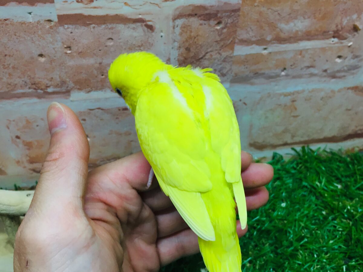 セキセイインコ