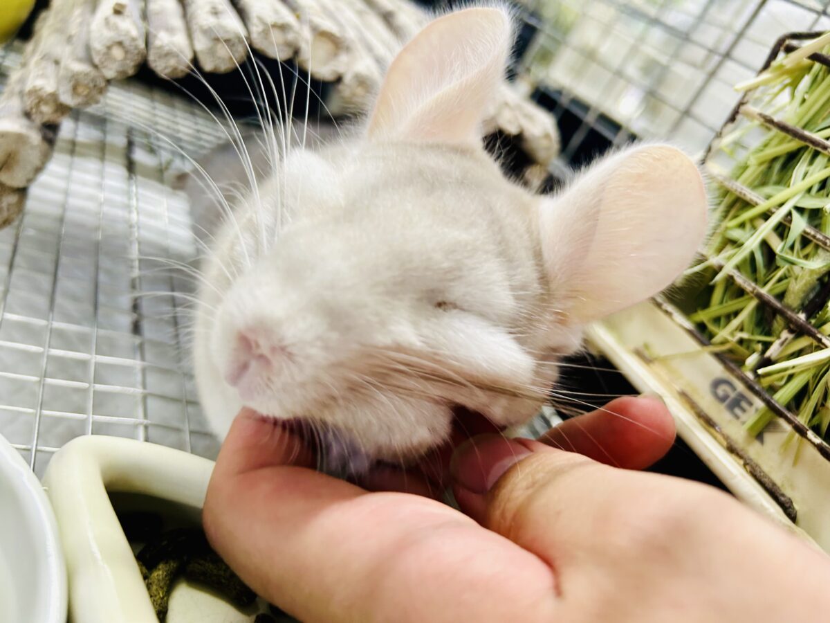 Everydayエブリナ糸🧵🎶(*˘︶˘*)オヤスミナサイ~っと♡チンチラ(パステルシナモン/2024年12月生まれ) チンチラ