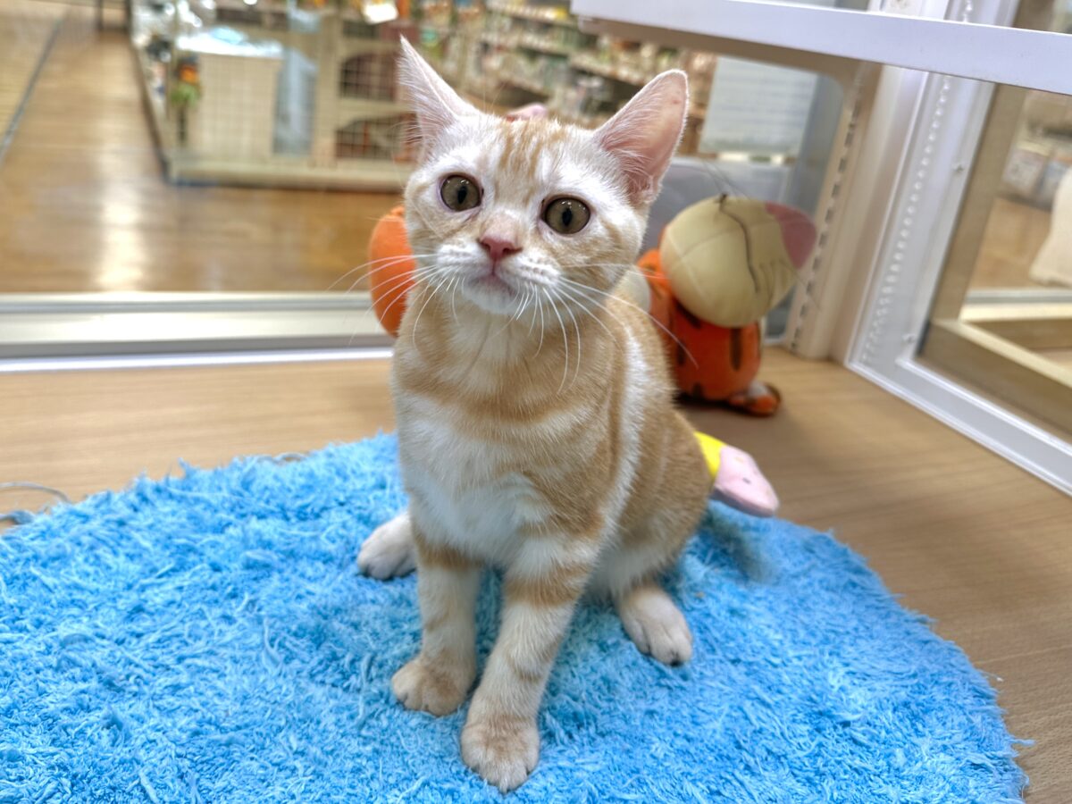 アメリカンショートヘア