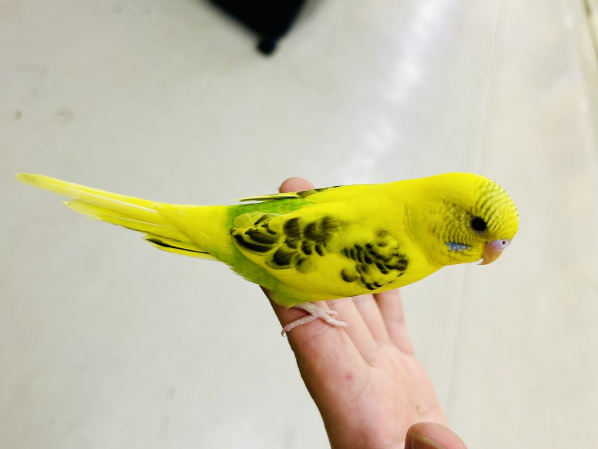 セキセイインコ