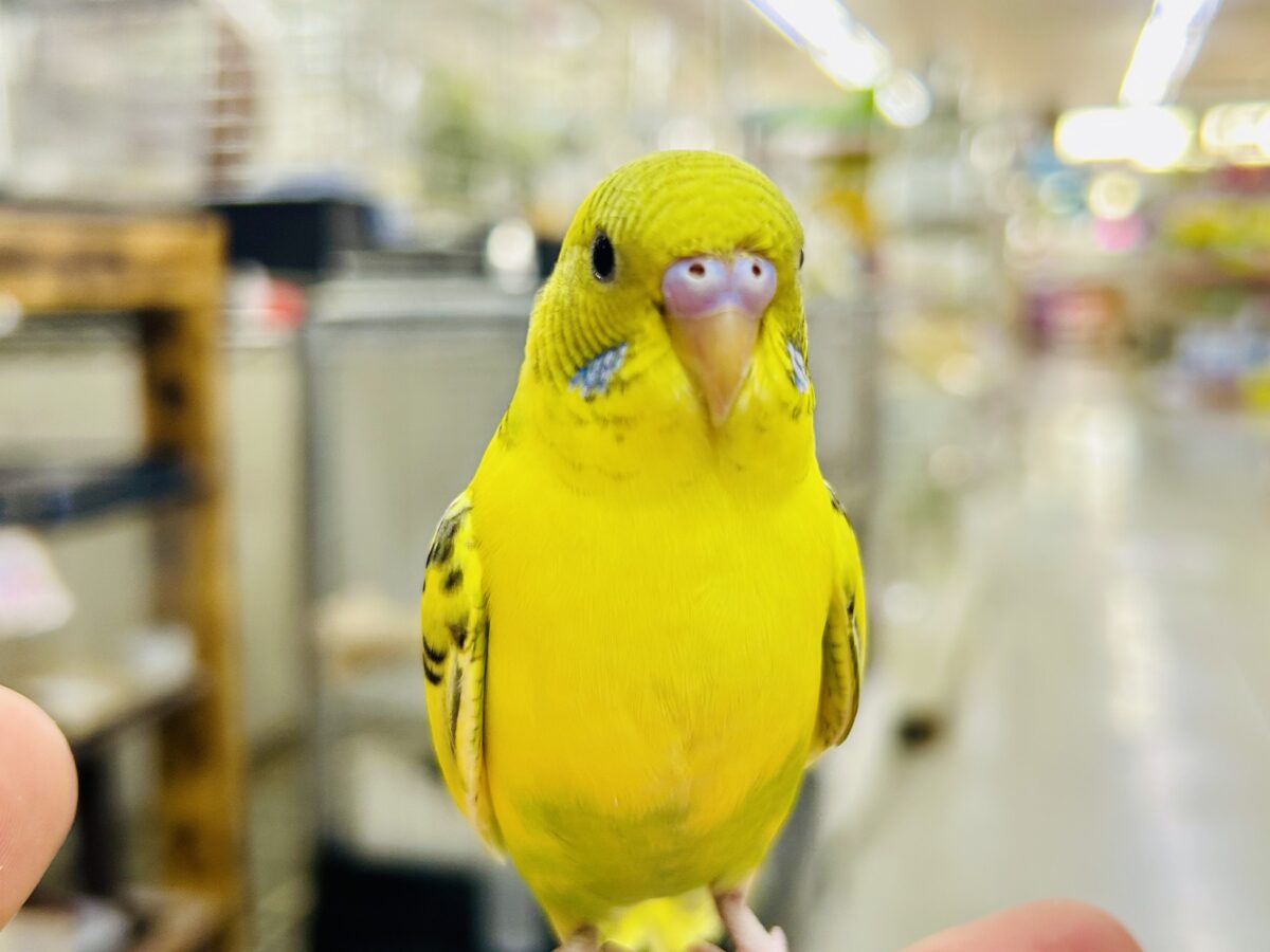 セキセイインコ