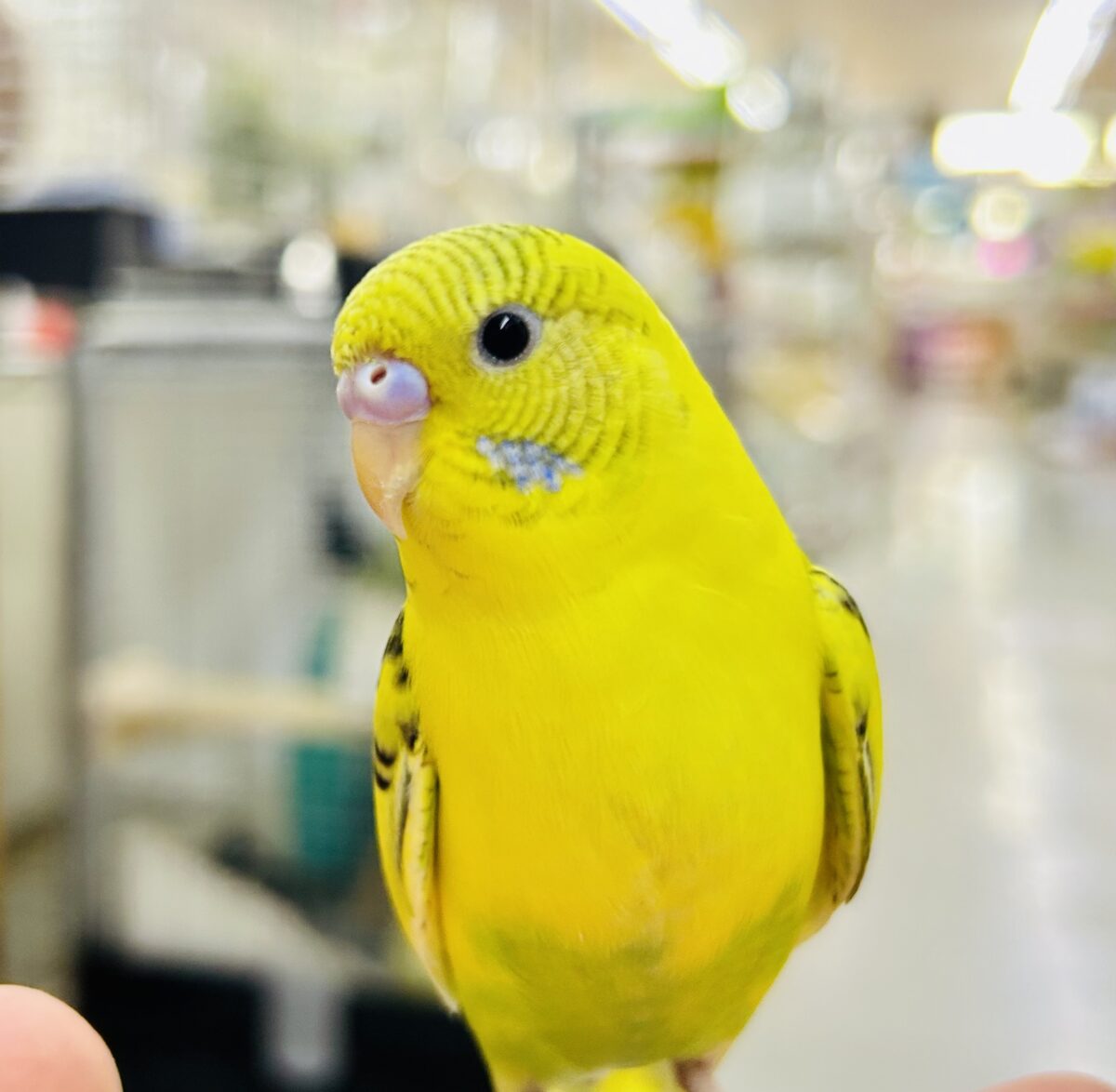 【最新画像更新☆☆】ﾌﾞﾁﾌﾞﾁ❕🖤花びら集めてたんぽっぽ〜🌼⟡.·セキセイインコ(イエローハルクイン/2026年6月生まれ)②
