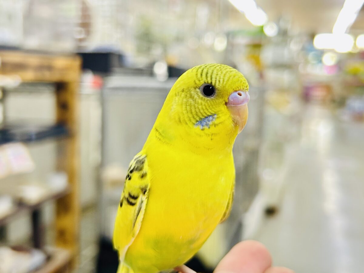 セキセイインコ