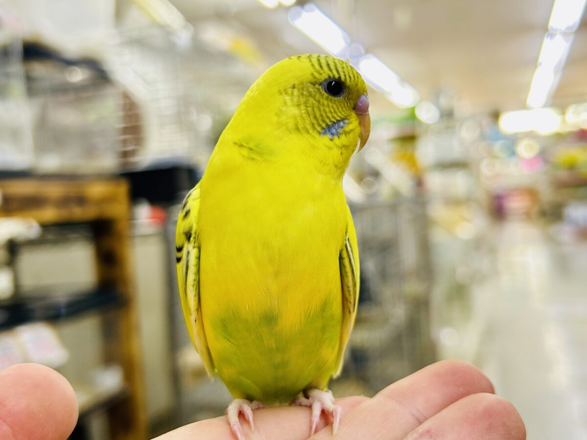 セキセイインコ