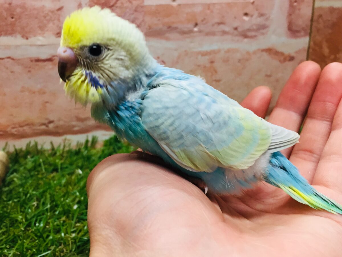 ②大人気！！レインボー系のセキセイちゃんがやってきましたよ～🌈🌈