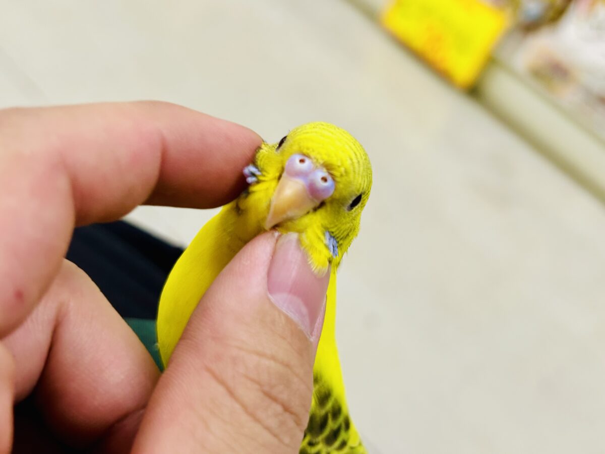 セキセイインコ