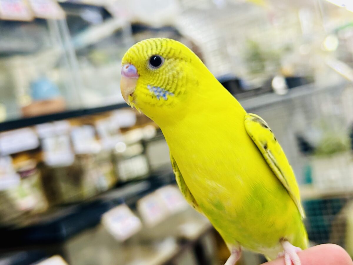 セキセイインコ
