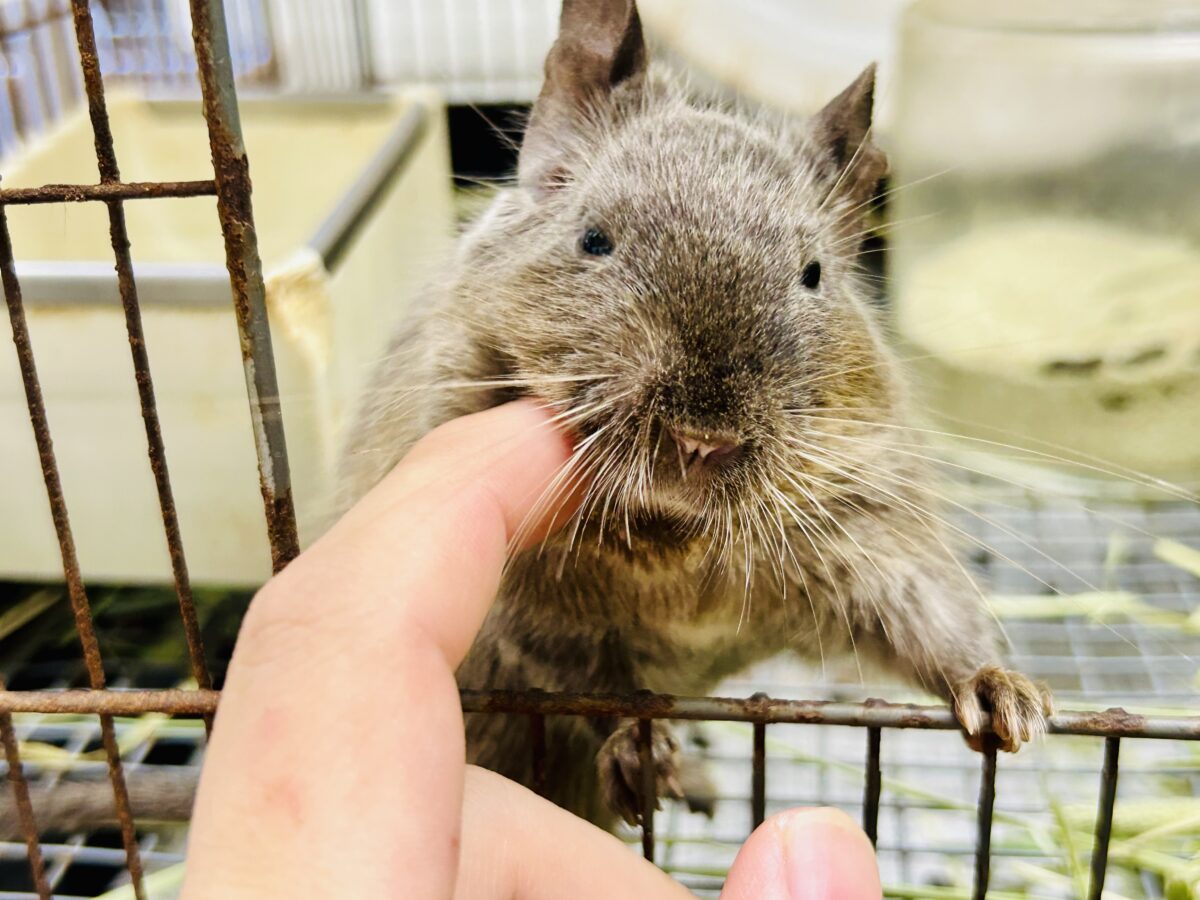 デグー