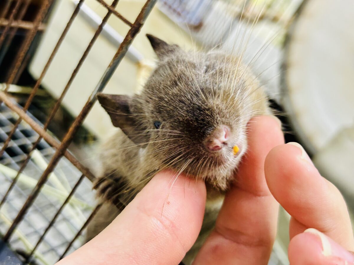 デグー