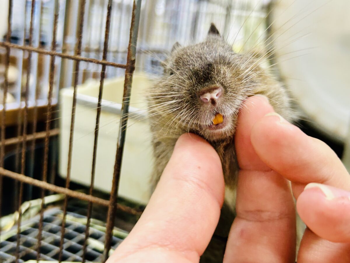 デグー