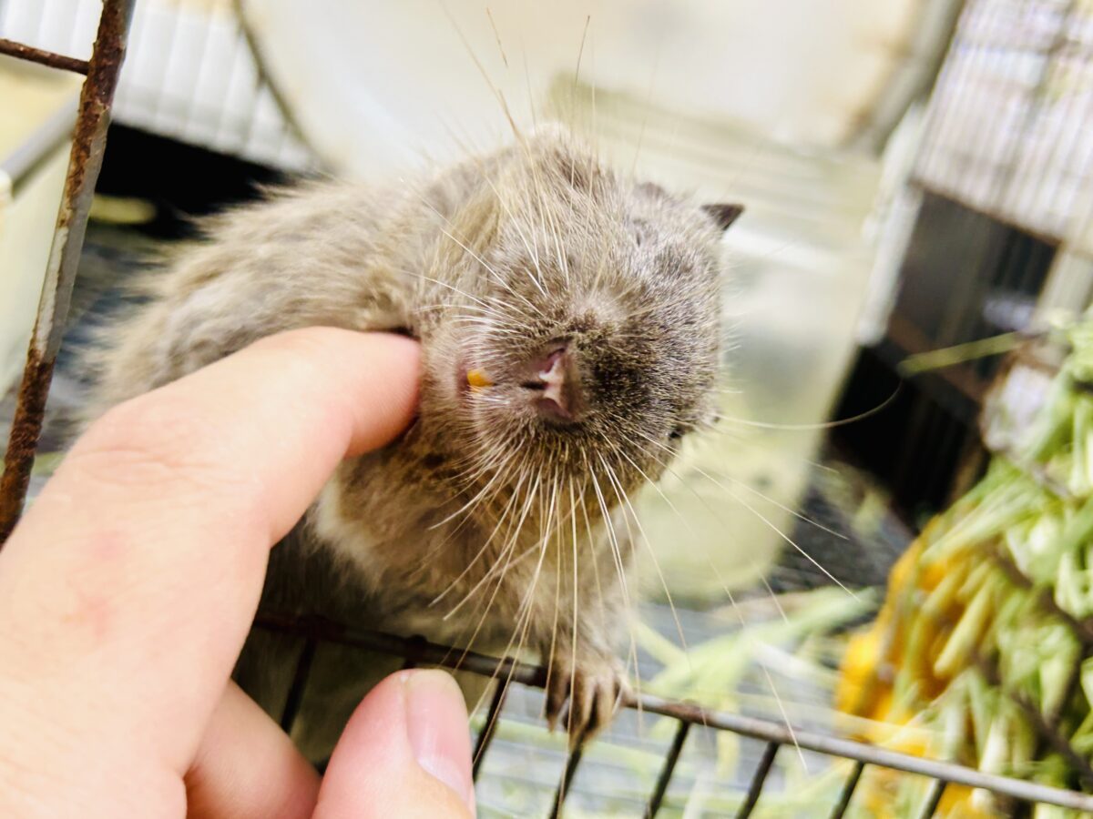 【最新画像更新☆☆】圧倒的花より団子！！　デグー