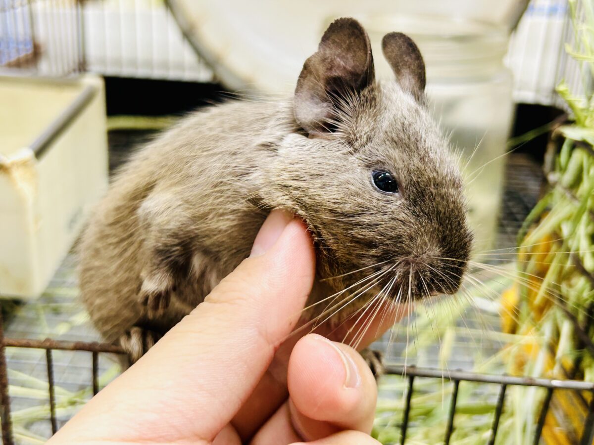 デグー