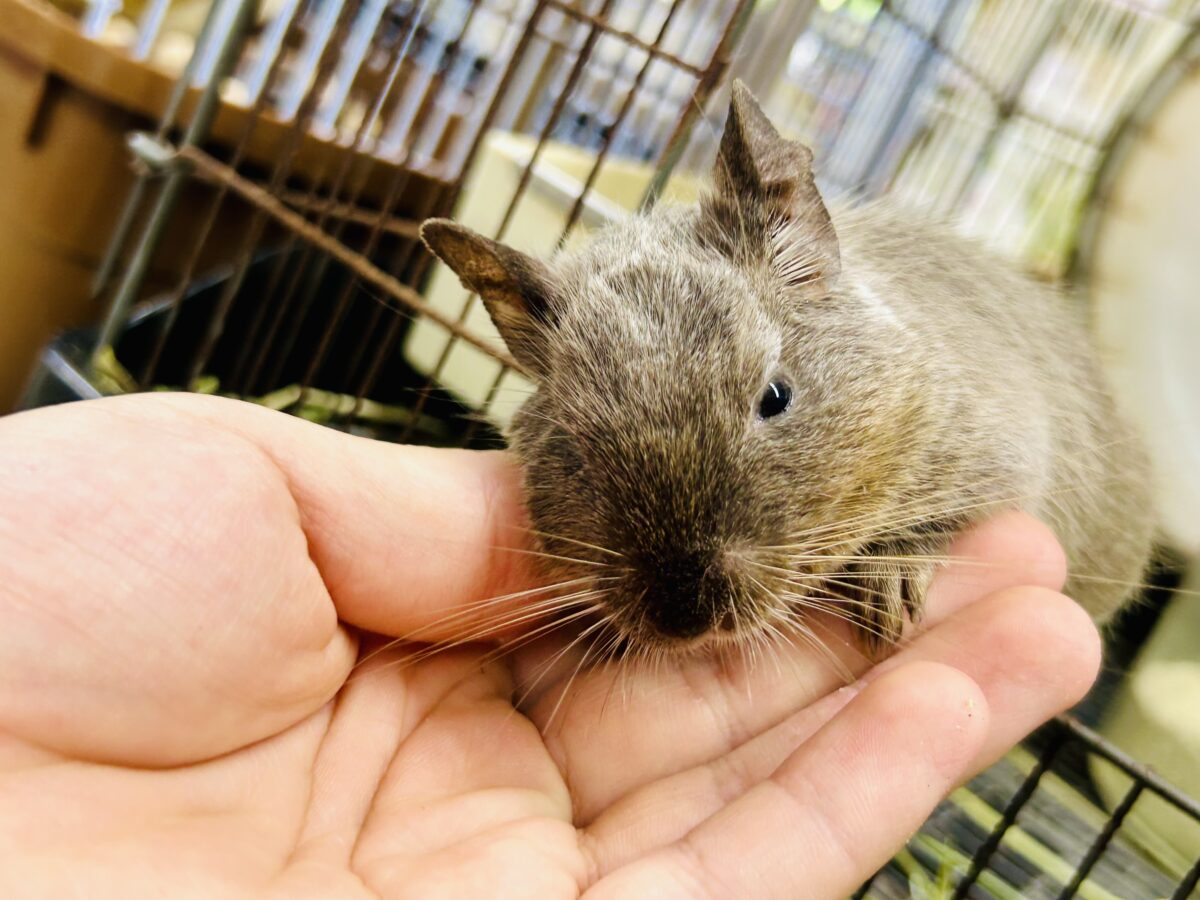 デグー