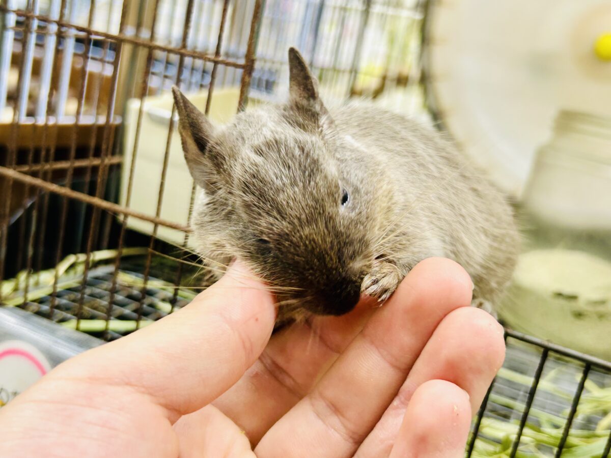 デグー