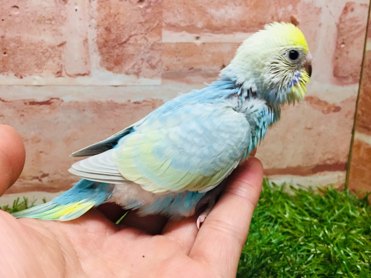 セキセイインコ