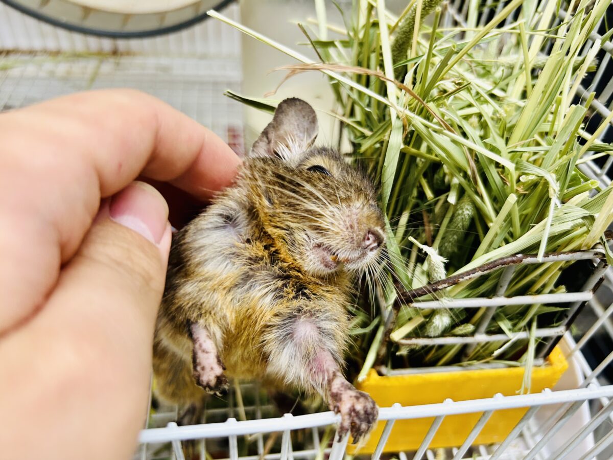 デグー