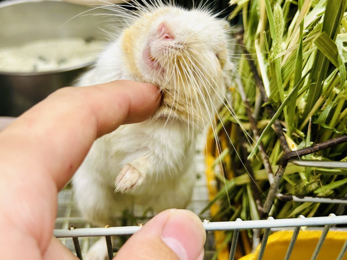 デグー