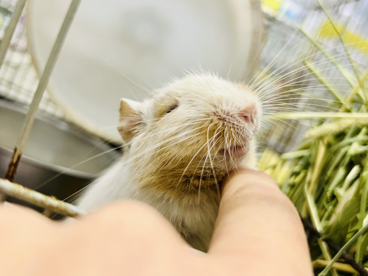 デグー