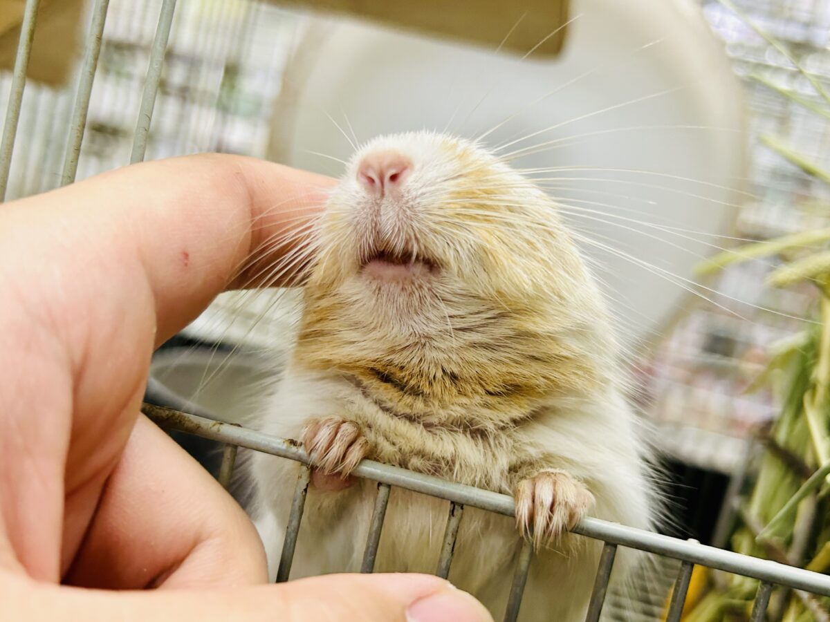 【最新画像更新☆☆】ちょこっとビターにネ♪♪　デグー