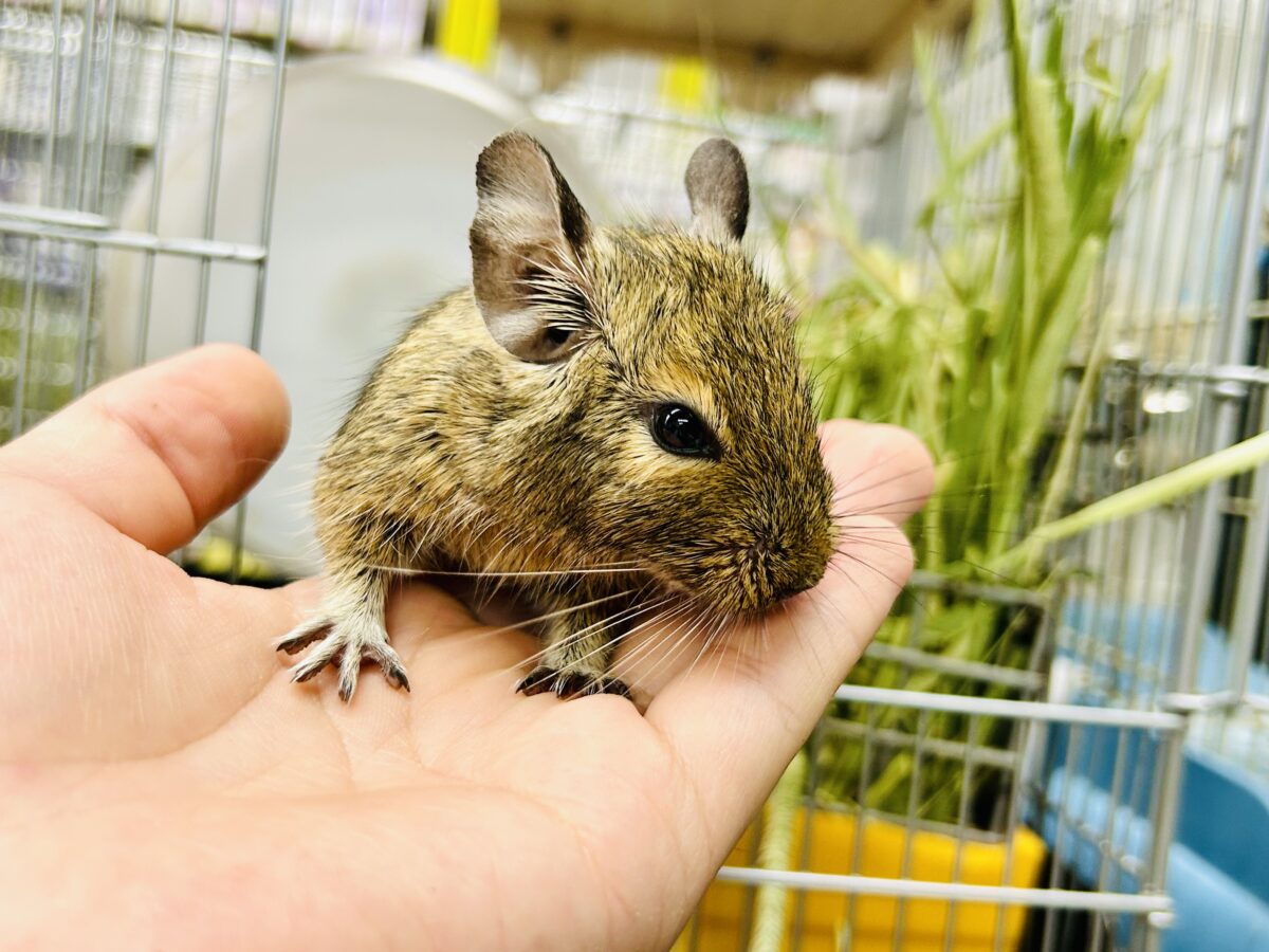 デグー
