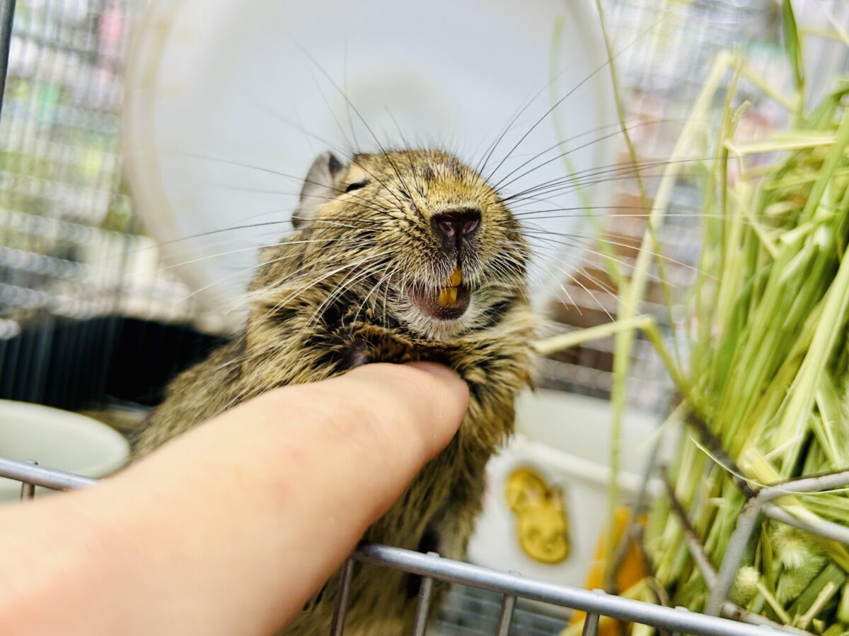 デグー