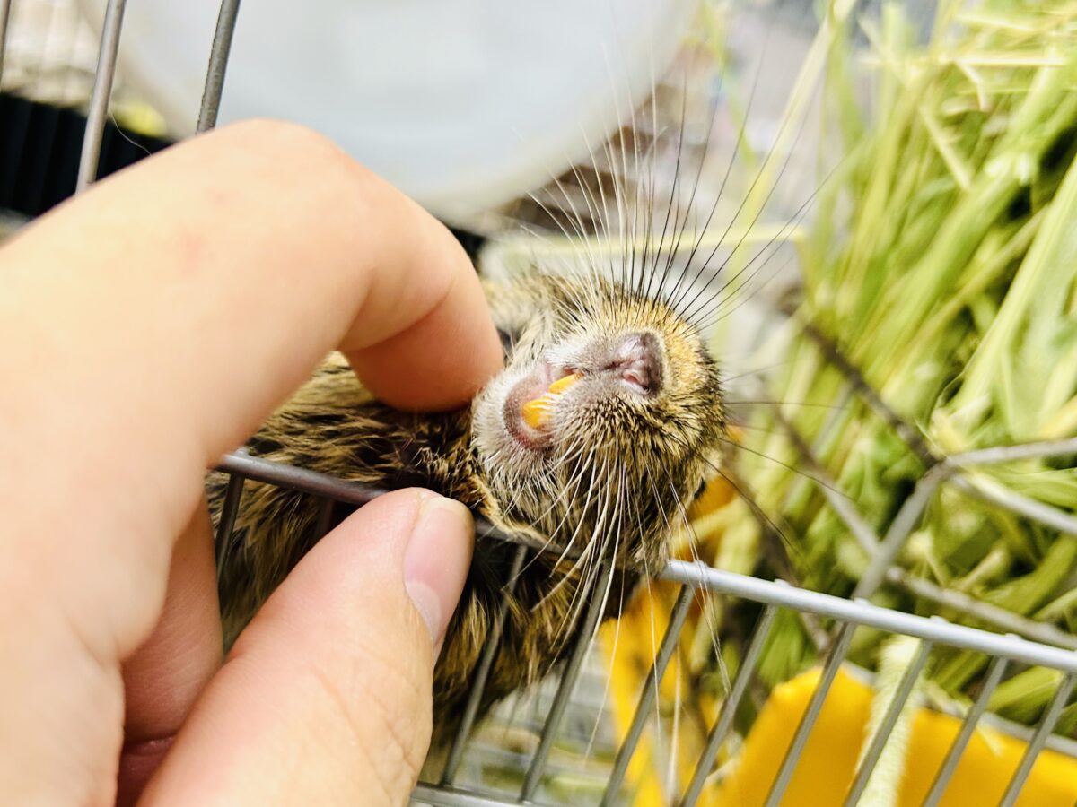 デグー