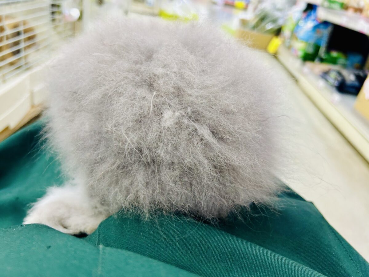 アンゴララビット